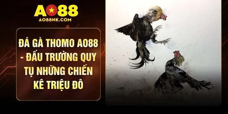 Đá Gà Thomo AO88 - Đấu Trường Quy Tụ Những Chiến Kê Triệu Đô