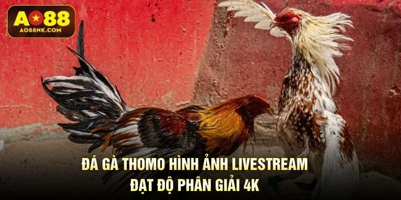 Đá gà Thomo hình ảnh livestream đạt độ phân giải 4K