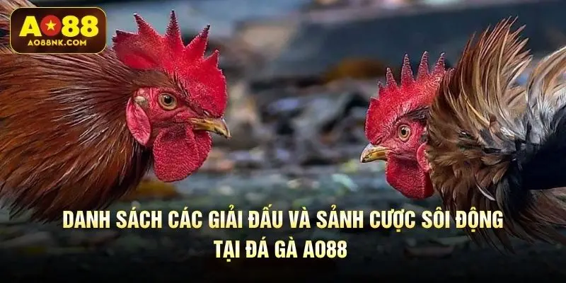 Danh sách các giải đấu và sảnh cược sôi động tại đá gà AO88