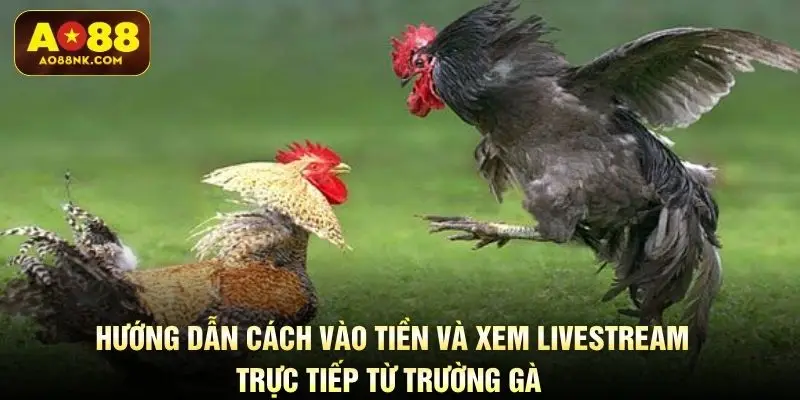 Hướng dẫn cách vào tiền và xem livestream trực tiếp từ trường gà