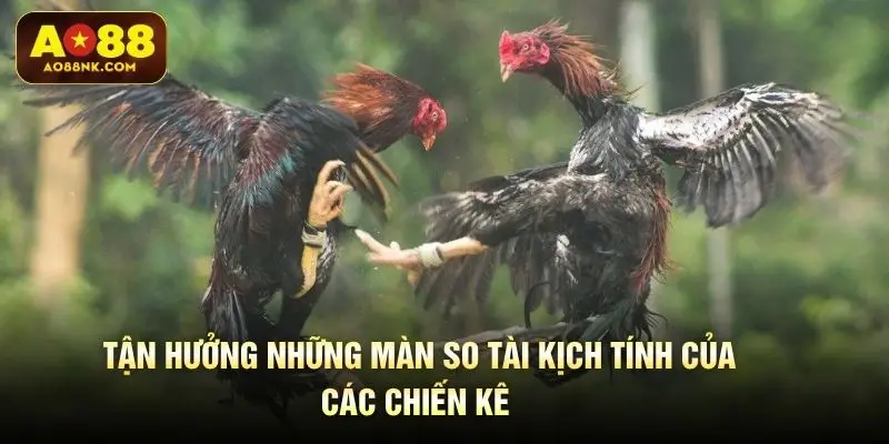 Tận hưởng những màn so tài kịch tính của các chiến kê